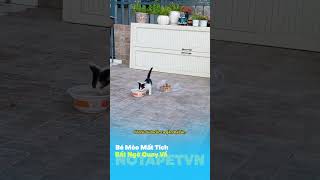 Bé Mèo Mất Tích Bất Ngờ Quay Về, Nhưng Không Về Một Mình