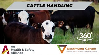 Cattle Handling in 360°