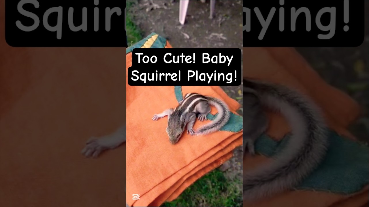 Cutest Baby Squirrel Ever! Watch Its Tiny Paws Move 