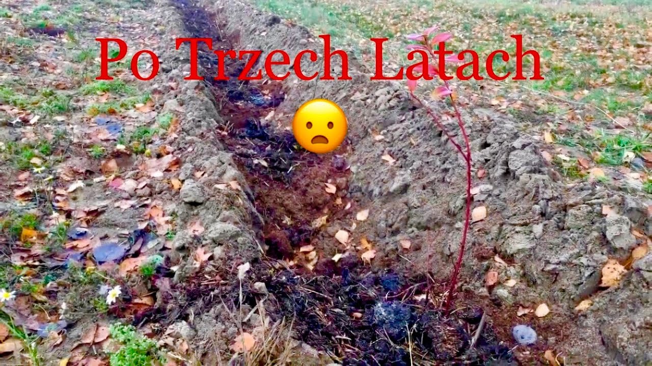 Sadzenie Borówki Pod Obornik Cz.4, Jak Rośnie Po 3latach, #BorówkaPolska