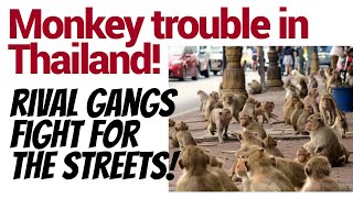 Monkeys running amok over there! Rogue!