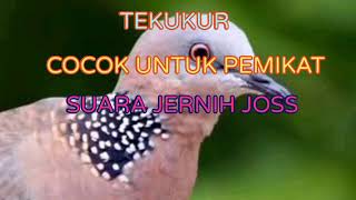 SUARA BURUNG TEKUKUR VERSI DURASI PENDEK