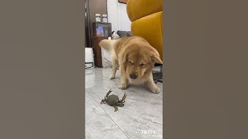 Cũng là múa lân mà nó lạ lắm #lansurong #liondance