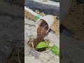Pipe connected to dipper for faster plant watering system