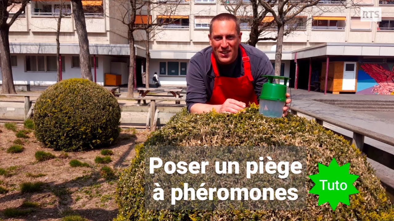 rsre Monsieur Jardinier : Comment poser un piège à phéromones ?