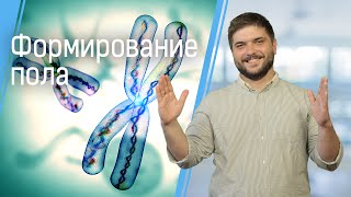 Как формируется пол у людей и других живых существ