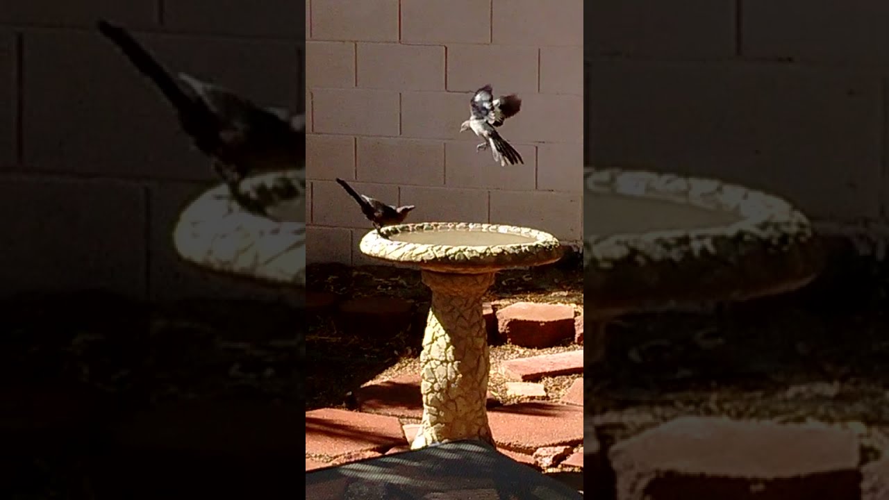 Las Vegas Backyard Birding Grackle Vs Mockingbird! YouTube