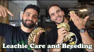 Giant Gecko Care and Breeding