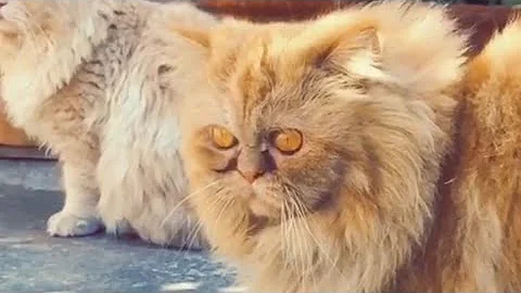 Watch the video about Golden Persian Cat | Adorable Golden Persian kitten Playing In Slow Motion