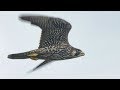 매 vs 청다리도요 l 세상에서 가장 빠른 새의 사냥능력