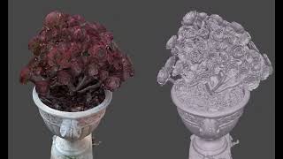 Aeonium plant miraco 3d Scan screenshot 3