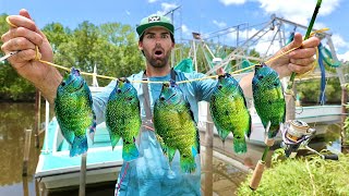 It's ILLEGAL To Release These Fish... So We ATE Them!  Catch & Cook America's MOST INVASIVE Fish!