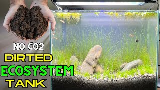 Low Tech, Low Budget, No Co2, Dirted Nano Aquarium! Step By Step, Aquascape Tutorial, 2024