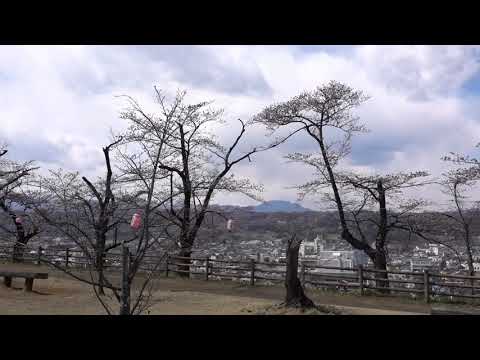 ちちぶ 羊山公園見晴らしの丘　桜はまだまだ早かった