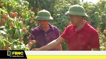 Bắc Giang : Tìm kiếm thị trường tiêu thụ vải thiều | FBNC