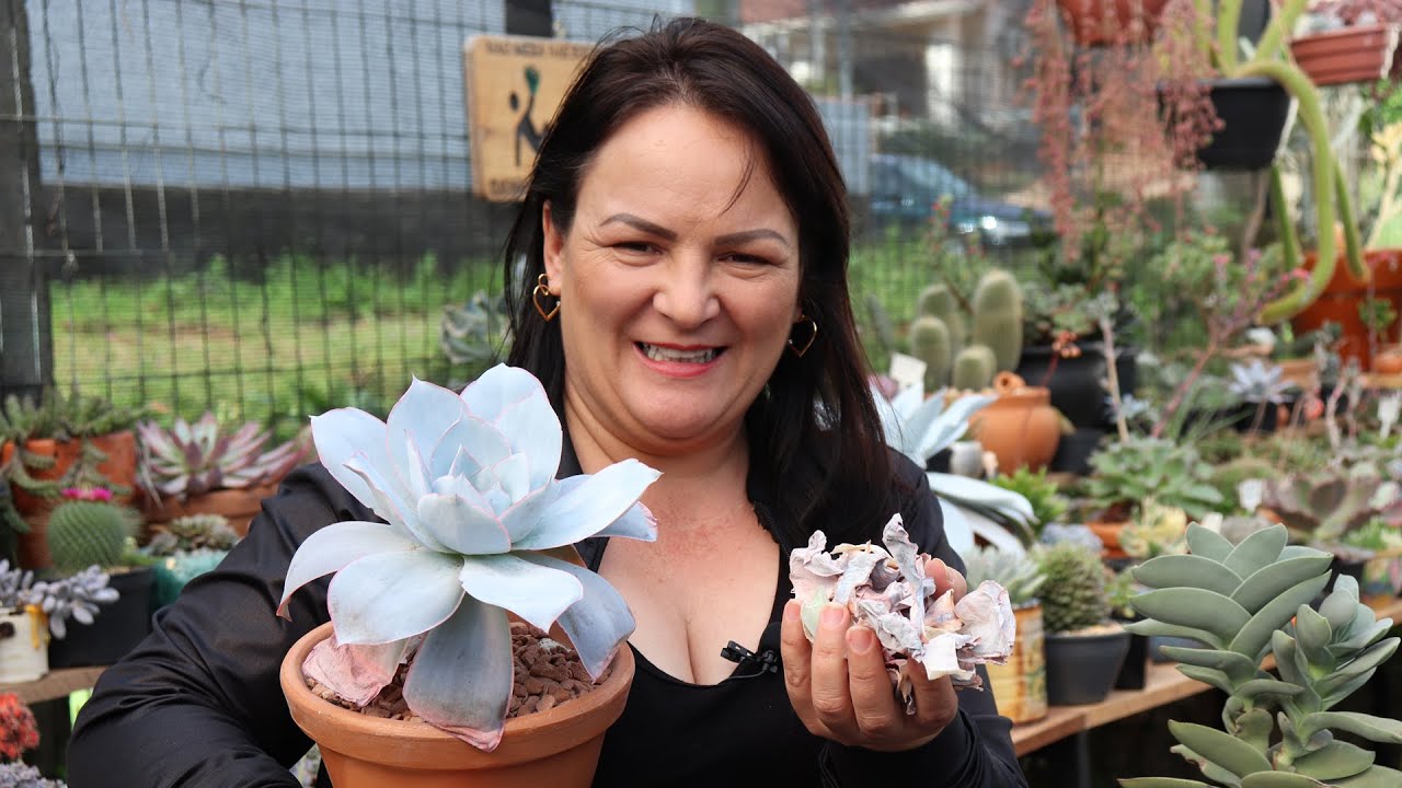 CUIDANDO DAS SUCULENTAS #dicas