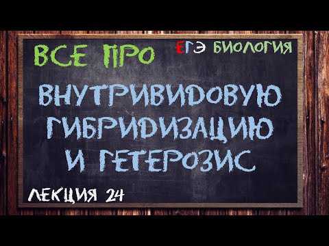 Л.24 | ВНУТРИВИДОВАЯ ГИБРИДИЗАЦИЯ | ГЕТЕРОЗИС | СЕЛЕКЦИЯ | ОБЩАЯ БИОЛОГИЯ ЕГЭ