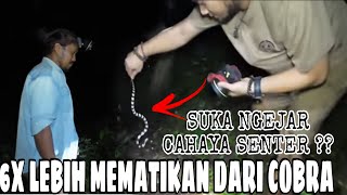 HATI-HATI DENGAN ULAR KECIL INI‼️RACUN BISANYA 6X LEBIH MEMATIKAN DARI ULAR COBRA