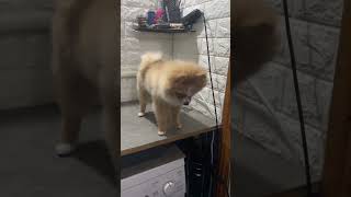 Grooming a Pomeranian puppy Buffy