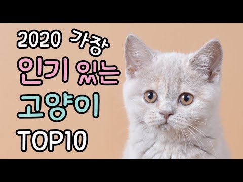 2020 가장 인기 있는 고양이  |  Top10 popular cat breeds | 고양이 순위 | 고양이 랭킹