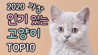 2020 가장 인기 있는 고양이  |  Top10 popular cat breeds | 고양이 순위 | 고양이 랭킹