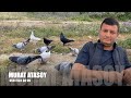Taklacı Güvercin Sohbeti Murat Atasoy II