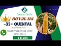 Sheena seeds  royal 115  neelambar paricha feedback