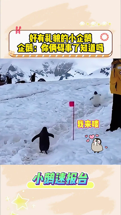 好有礼貌的小企鹅，企鹅：你俩碍事了知道吗