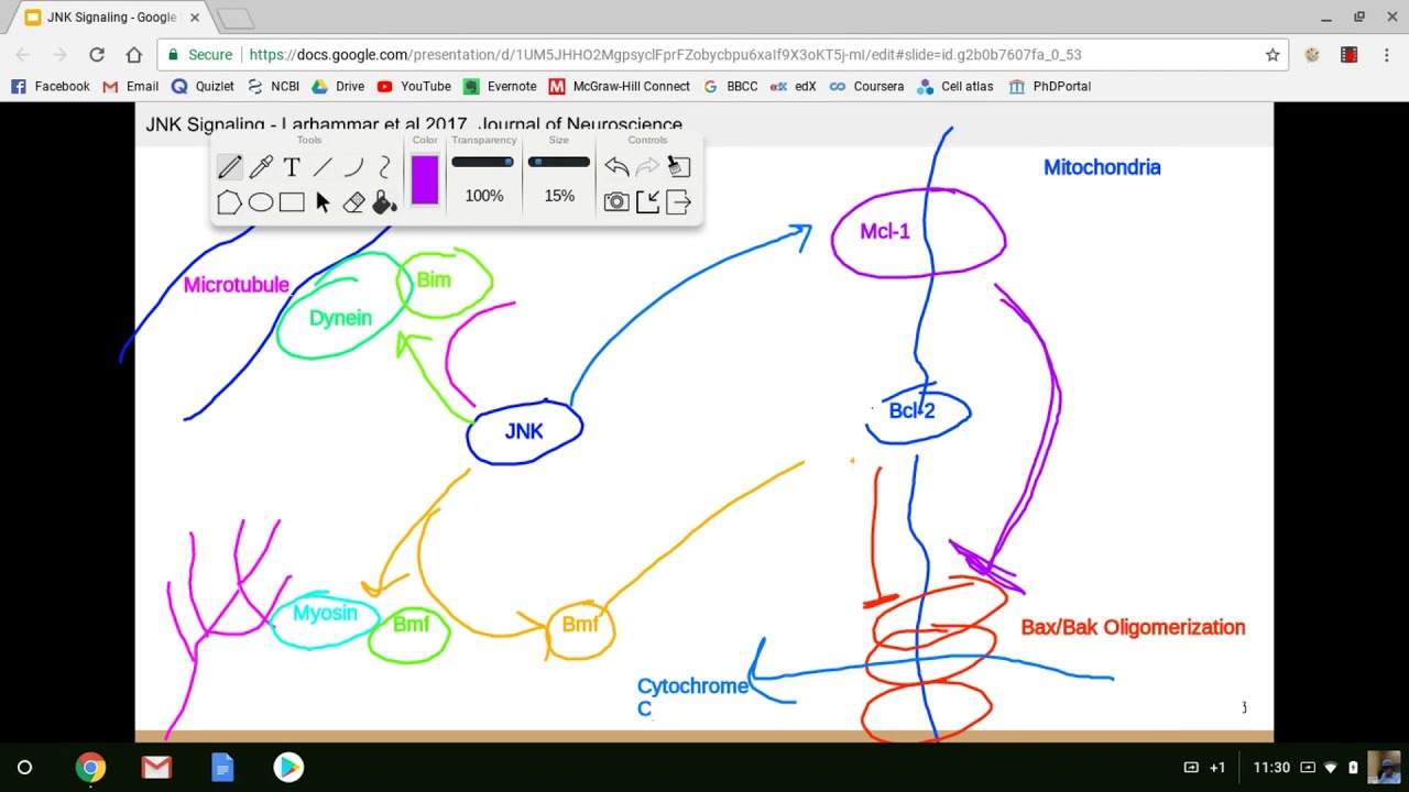 JNK Signaling Lecture - YouTube
