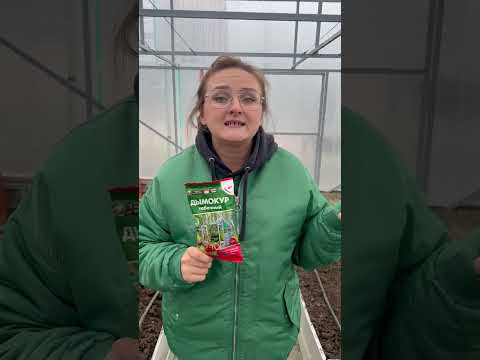 Осенью лучше шашки Вист #сад #огород #дача #семенаалтая