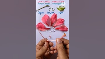 Thumbnail of Hibiscus rosa sinensis Dissection Practical #shorts #practical #biology #viral #youtubeshorts