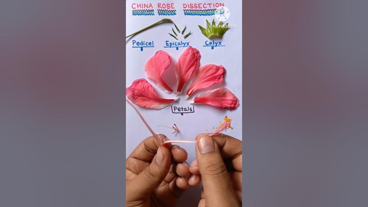 Hibiscus rosa sinensis Dissection Practical #shorts #practical #biology #viral #youtubeshorts Hibiscus rosa sinensis Dissection Practical #shorts #practical #biology #viral #youtubeshorts