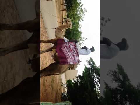 Life In SOKOTO Wamako Camp