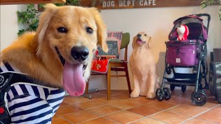 愛犬とランチを楽しむ♪お台場ドッグデプトカフェへ行ってきた🏝DOG DEPT＋CAFE【東京散歩】