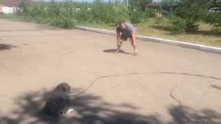 Игры с собаками. Игры с собаками.