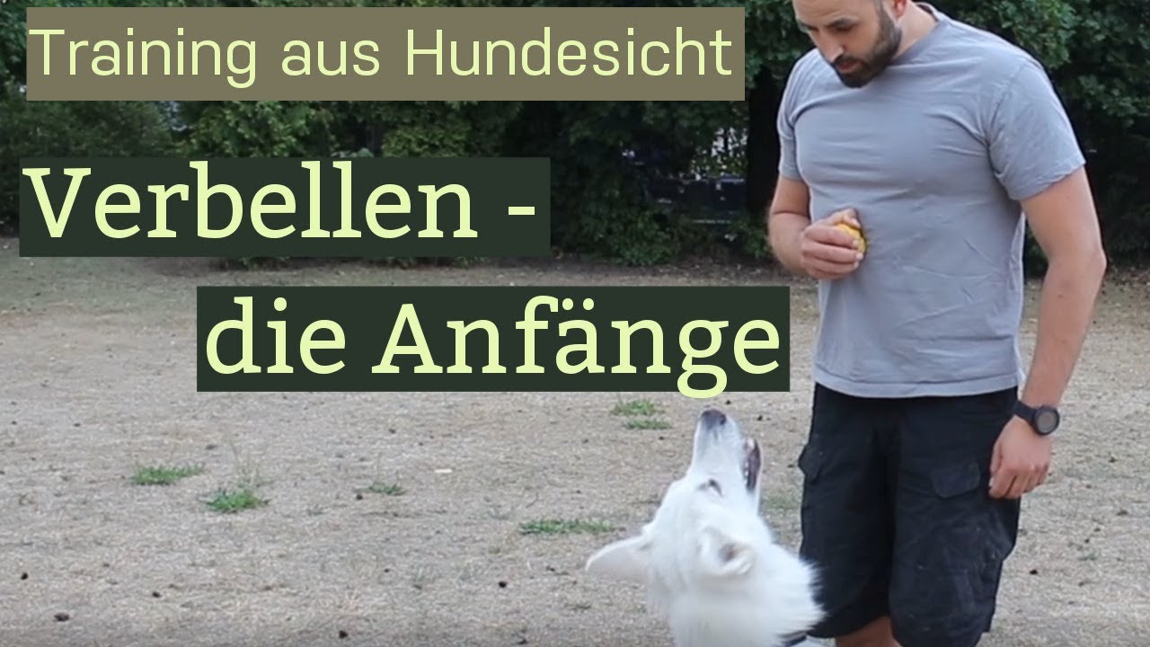 Schutzhundesport ohne Stress Hund zum Verbellen bringen YouTube