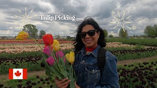 Tulip Picking| Roadside Flower Market| Ontario