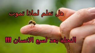 هل تعلم لماذا تموت النحلة بعد لسع الانسان !!!