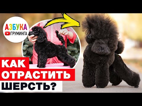 Как отрастить шерсть? После травмы, щенков или к выставке?