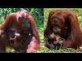 Newborn baby orangutan in the lamandau wildlife sanctuary
