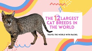 WOW! The 12 Largest Cat Breeds in the World 🐱 🐈‍⬛ 🐈