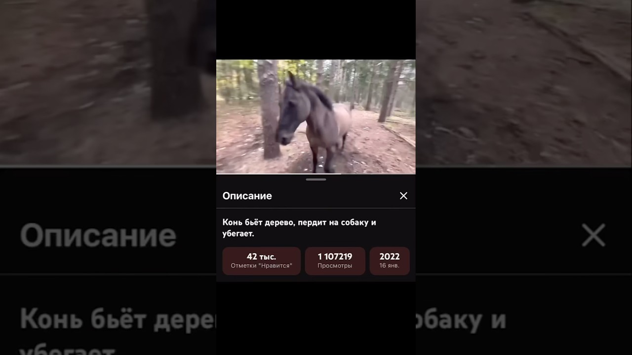 Что делать с конем? 