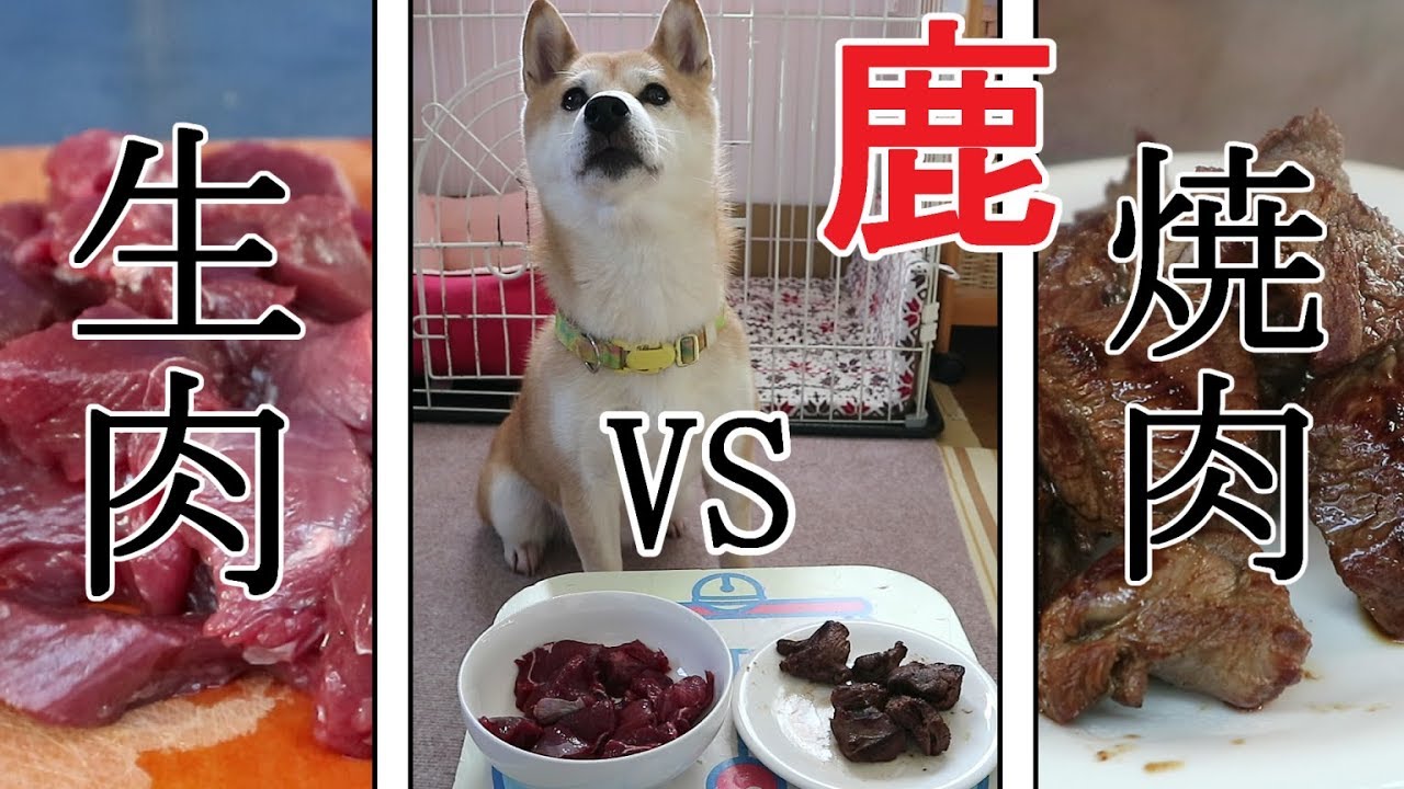 柴犬小春 鹿の生肉vs焼肉 先に選ぶのはどっちだ Raw Deer Meat Vs Yakiniku Which One Will Koharu Eat First Youtube 柴犬小春 鹿の生肉vs焼肉 先に選ぶのはどっちだ Raw Deer Meat Vs Yakiniku Which One Will Koharu Eat First Youtube