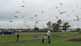 Feeding Seagulls in Duluth