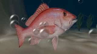 Kizoa Movie E Video Maker Sesta Lezione - Compito Foto Pesci