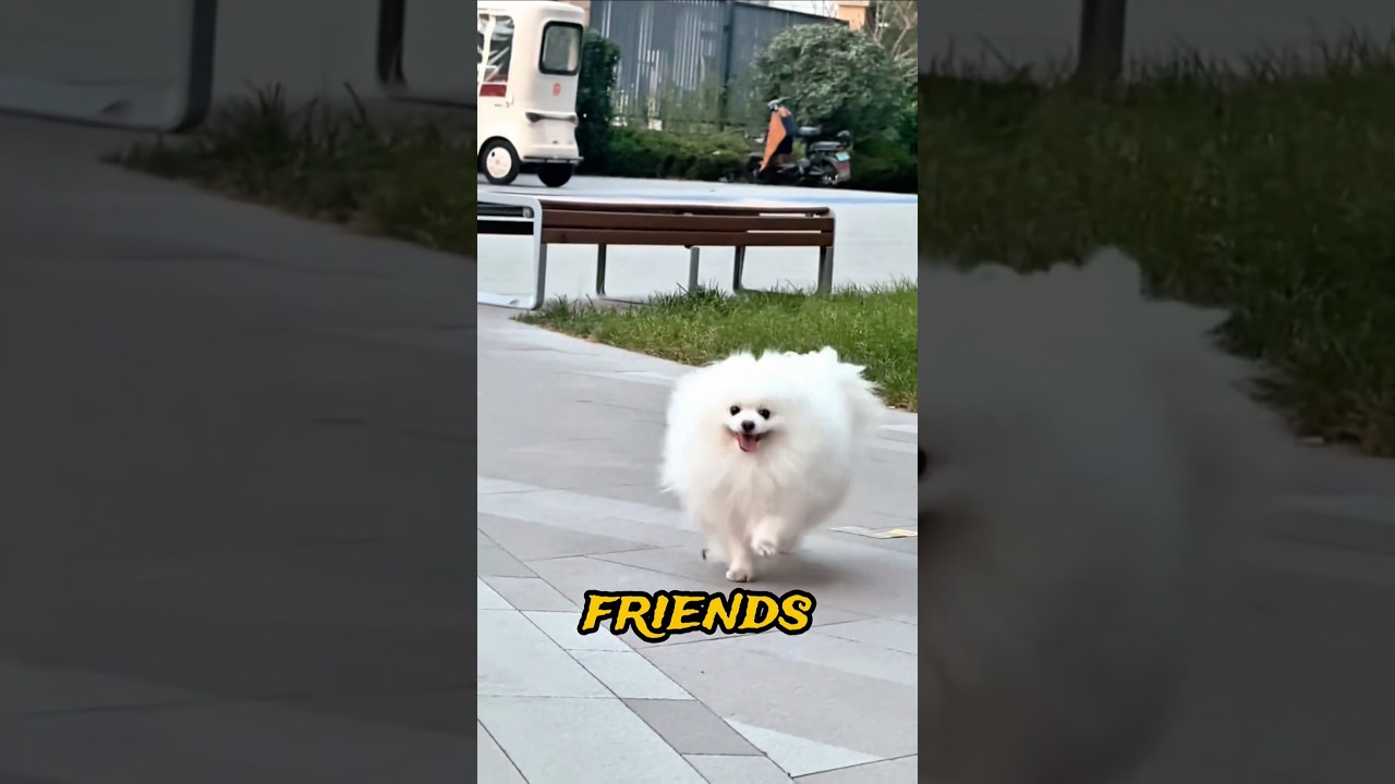 Hi????I'm Sad???????? #dog #pets #puppy #dogs #dogshorts #cute #cutedog #ytshorts #shorts #viral