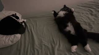 We are ready for bed.  寝る準備が整って飼い主を待つ猫姉妹 by Catz Club 1,897 views 2 months ago 55 seconds