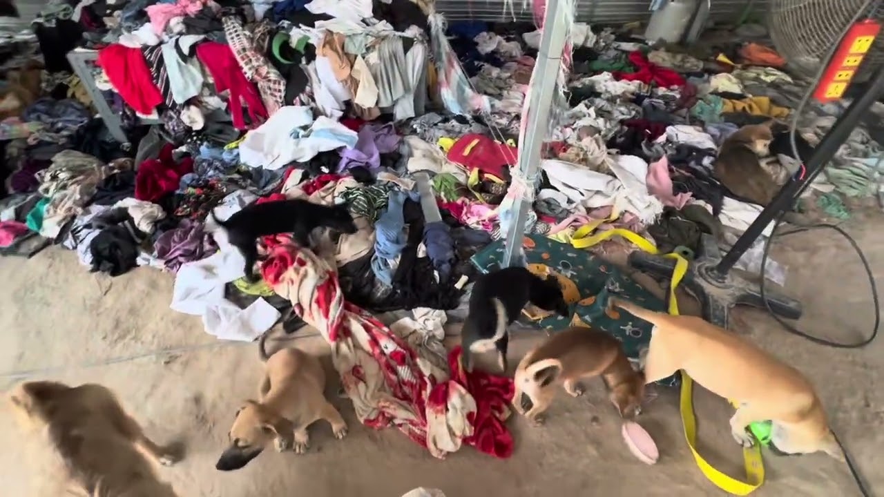 Các bé cún con quậy phá như thế nào mời cả nhà mình cùng xem.