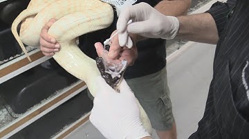 Sunshine Virus - Should The Bigger Snake Breeders Be Getting Tested? : K Brothers Pythons : ep. 29