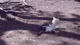 DONT RAPE MY CAT